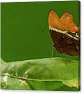 Rusty-tipped Page Butterfly Canvas Print