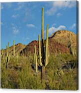 Saguaro, Tucson Mts, Saguaro National Park, Arizona Canvas Print