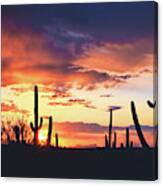 Saguaros Watch The Sunset Canvas Print