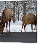 Salt Lick Canvas Print