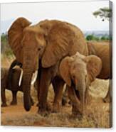 Samburu African Elephant Family Canvas Print
