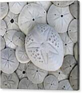 Sand Dollars Canvas Print