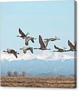 Sandhill Cranes Over Monte Vista Canvas Print