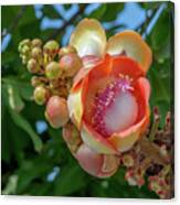 Sara Tree Or Cannonball Tree Flower And Buds Dthn0264 Canvas Print