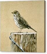Savannah Sparrow Canvas Print