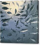 School Of Fish 2 Canvas Print