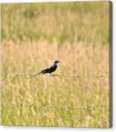 Scissor-tailed Flycatcher On Fence Canvas Print