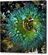 Sea Anemone I Canvas Print