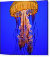 Sea Nettle Jellyfish Chrysaora Canvas Print