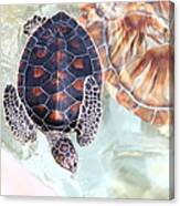 Sea Turtle Canvas Print