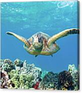 Sea Turtle Maui Canvas Print
