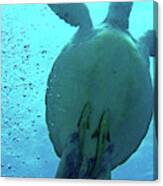 Sea Turtle Stowaways Canvas Print