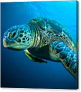 Sea Turtle Swimming Bunaken Sulawesi Canvas Print