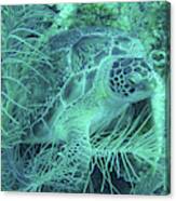 Green Sea Turtle Underwater Wonders Canvas Print
