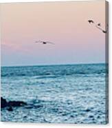 Seabirds Feeding At Sunset In Captiva Island Florida Off The Jetty Canvas Print