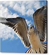 Seagull In Flight Canvas Print