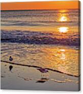Seagull Sunrise - Tybee Island Beach Sunrise Canvas Print