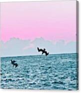 Seagulls Diving For Dinner At Sunset In Captiva Island Florida Canvas Print
