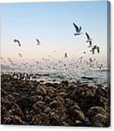 Seagulls Flying Over Rocky Beach Canvas Print