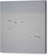 Seagulls Flying Over Salton Sea In Spring Haze Canvas Print