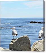 Seagulls Canvas Print