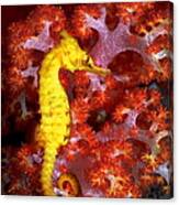 Seahorse Hippocampus Sp. Swimming On Canvas Print