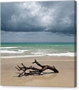 Seascape With A Dead Tree On The Shore Canvas Print