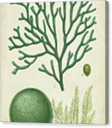 Seaweed Specimen In Green Iv Canvas Print