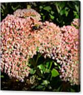 Sedum And Bee 013 Canvas Print