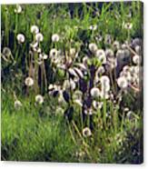 Field Of Seed Heads Canvas Print