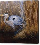 Set In Gold - Great Blue Heron Canvas Print