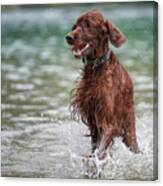 Setter In River Canvas Print