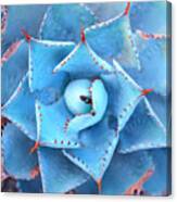 Sharp Pointed Agave Plant Leaves Canvas Print