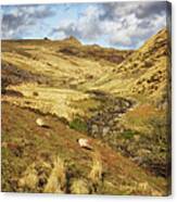 Sheep On The Moors Canvas Print