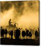 Sheep Shepherd Canvas Print