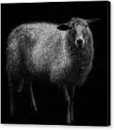 Sheep... Canvas Print