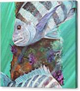 Sheepshead Canvas Print