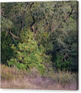 Sheltered Toyon Canvas Print