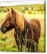 Shetland Pony Canvas Print