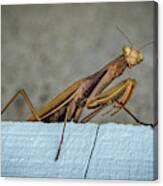 Shingle Mantis Canvas Print