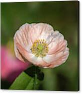 Shirley Poppy 2019-2 Canvas Print