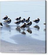 Shore Birds Canvas Print