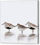 Shorebird-meeting Canvas Print