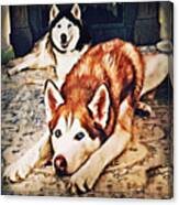 Siberian Huskies At Rest A22119 Canvas Print