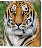Siberian Tiger Staring Endangered Species Wildlife Rescue Canvas Print