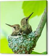 Siblings Of Black Chinned Hummingbird Canvas Print