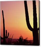 Silhouette Of Saguaro Cacti Carnegiea Canvas Print
