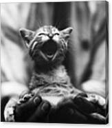 Singing Kitten Canvas Print