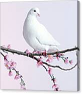 Single Dove On A Branch With Blossom Canvas Print