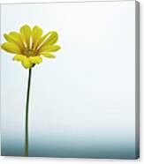 Single Yellow Daisy On Sky And Sea Canvas Print